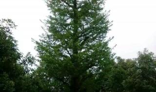 银杏树价格多少 银杏树价格多少