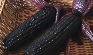 忻州糯玉米 忻州糯玉米