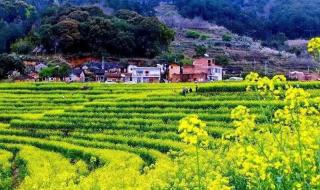 珠海莲洲油菜花