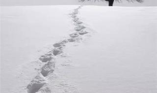 竹白霜的功效与用法 竹白霜的功效与用法