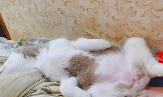 像天使一样美丽 像天使一样美丽